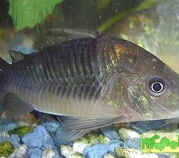 Brochis splendens (B. coeruleus)
