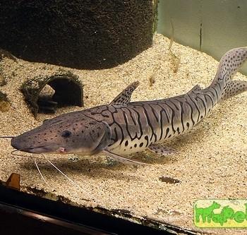 Pseudoplatystoma fasciatum