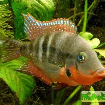 Thorichthys meeki