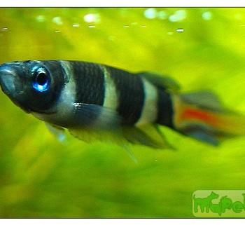 Pseudepiplatys annulatus
