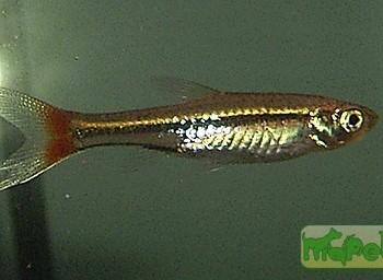 Rasbora borapetensis
