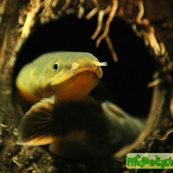 Erpetoichthys calabaricus (Calamoichthys calabaricus)
