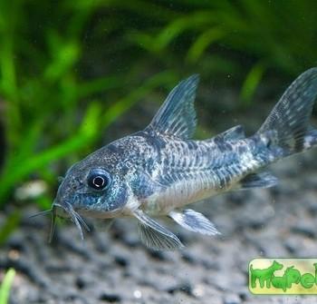Corydoras paleatus