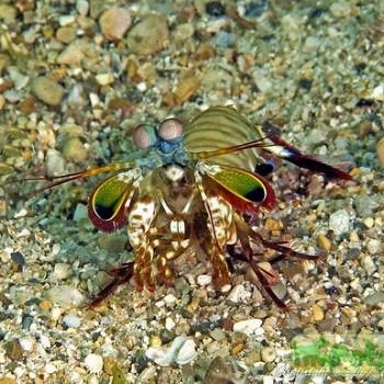 Odontodactylus scyllarus
