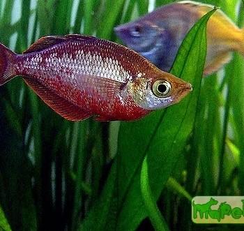 Glossolepis incisus