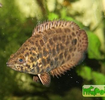 Ctenopoma acutirostre