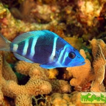 Hypoplectrus indigo