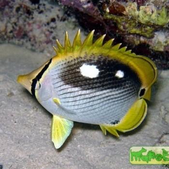 chaetodon melannotus