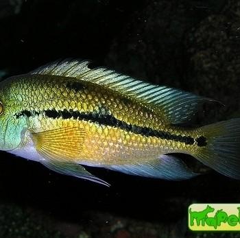 Cichlasoma sp.