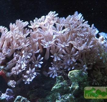 Cornularia sp.