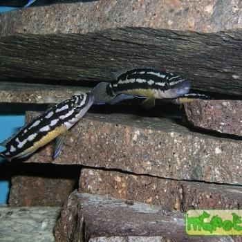 Julidochromis transcriptus
