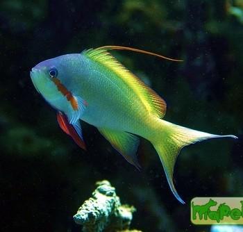 Pseudanthias huchtii