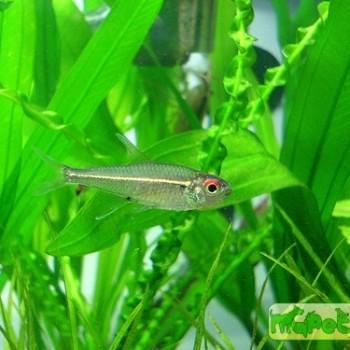 Hemigrammus bellottii