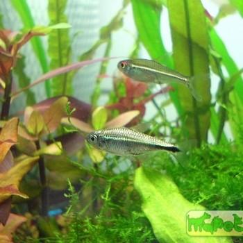 Hemigrammus rodwayi