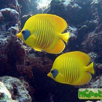 Chaetodon semilarvatus