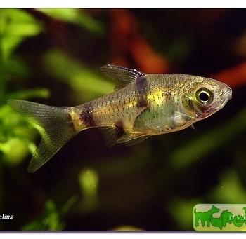 Puntius gelius (Barbus gelius)