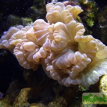 Nemenzophyllia turbida