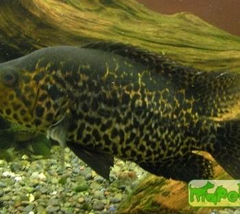 Parachromis managuensis
