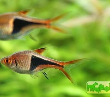 Trigonostigma heteromorpha (Rasbora heteromorpha)