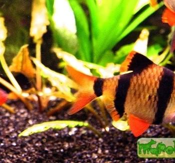 Puntius anchisporus