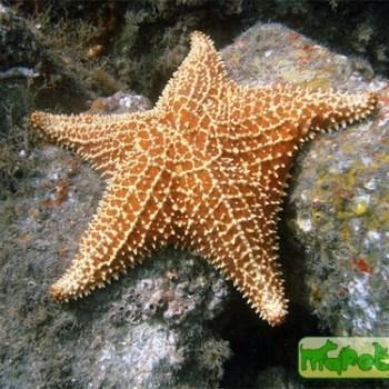 Oreaster reticulatus