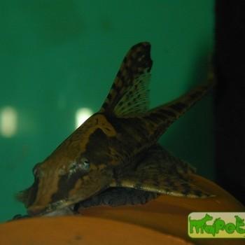 Sturisoma aureum