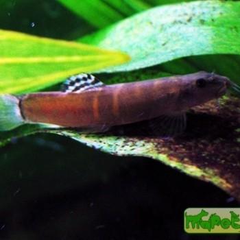 Schistura balteata