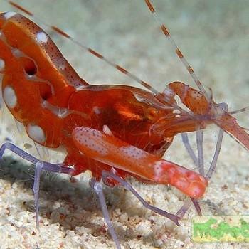 Alpheus sp.
