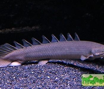 Polypterus senegalus