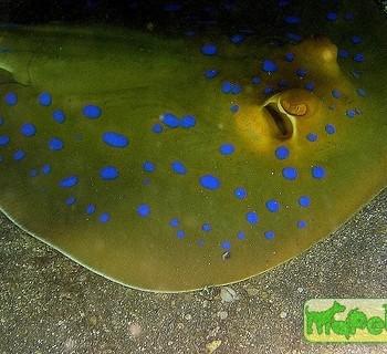 Taeniura lymma