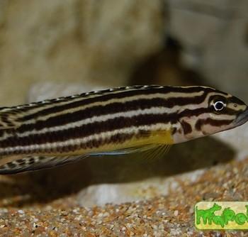 Julidochromis regani