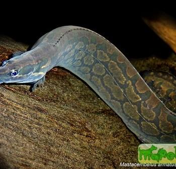 Mastacembelus armatus