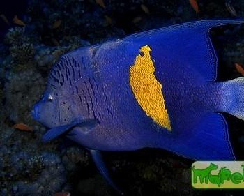 Pomacanthus maculosus