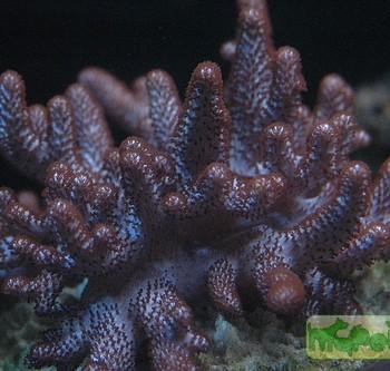 Cladiella sp.