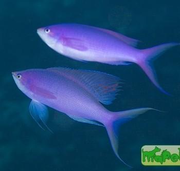 Pseudanthias (Mirolabrychthys) pascalus