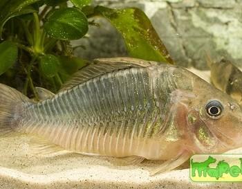 Brochis multiradiatus