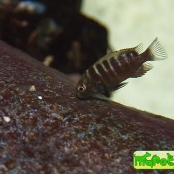 Tropheus sp. «Chiwa»