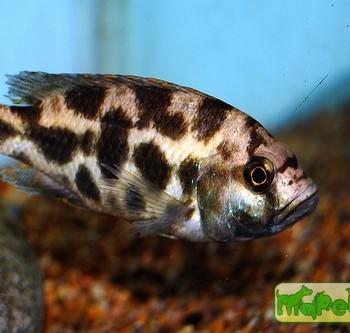 Nimbochromis livingstonii