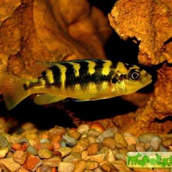 Pseudotropheus crabro