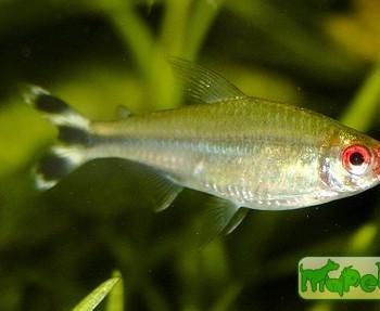 Hemigrammus rhodostomus