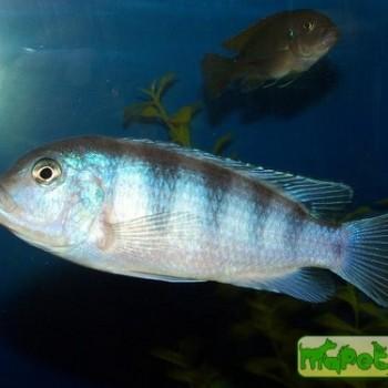 Pseudotropheus lombardoi