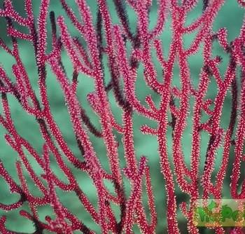 Euplexaura sp.