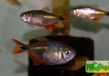 Hyphessobrycon anisitsi (Hemigrammus caudovittatus)