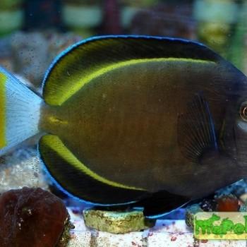 Acanthurus nigricans