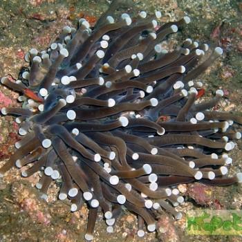 Heliofungia actiniformes