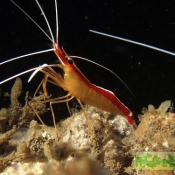 Lysmata amboinensis