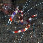 Stenopus hispidus
