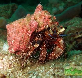 Aniculus aniculus
