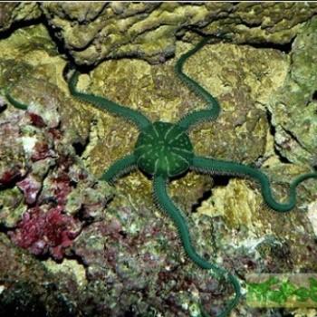 Ophiarachna incrassata