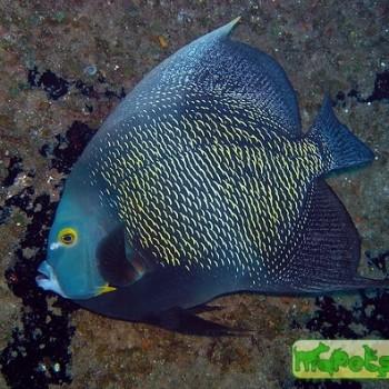 Pomacanthus paru